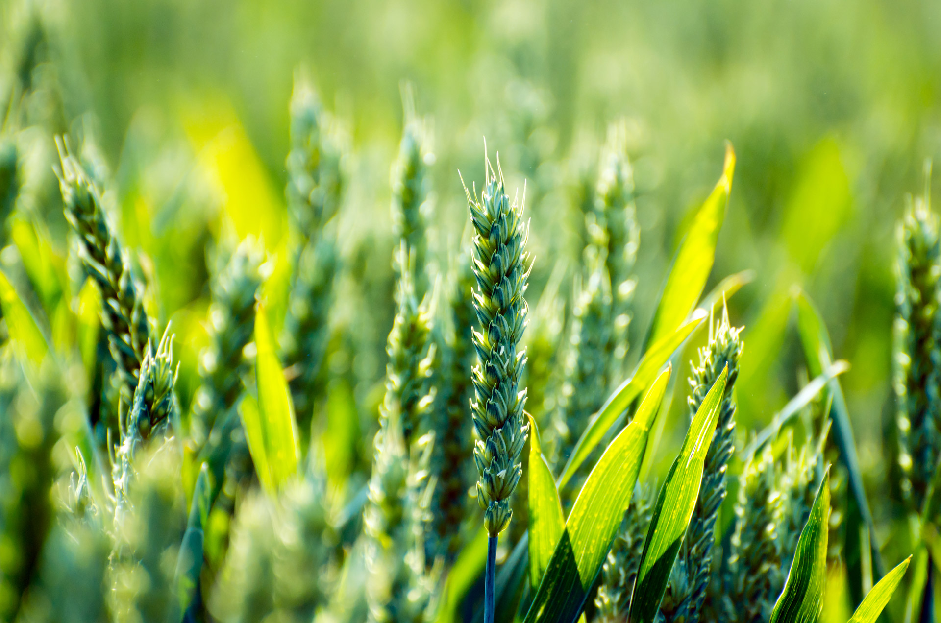 agriculture essay on urdu