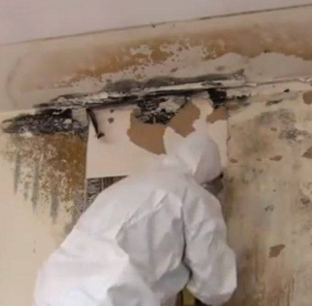 Water Removal Tips To Help You Treat Black Mold That Has