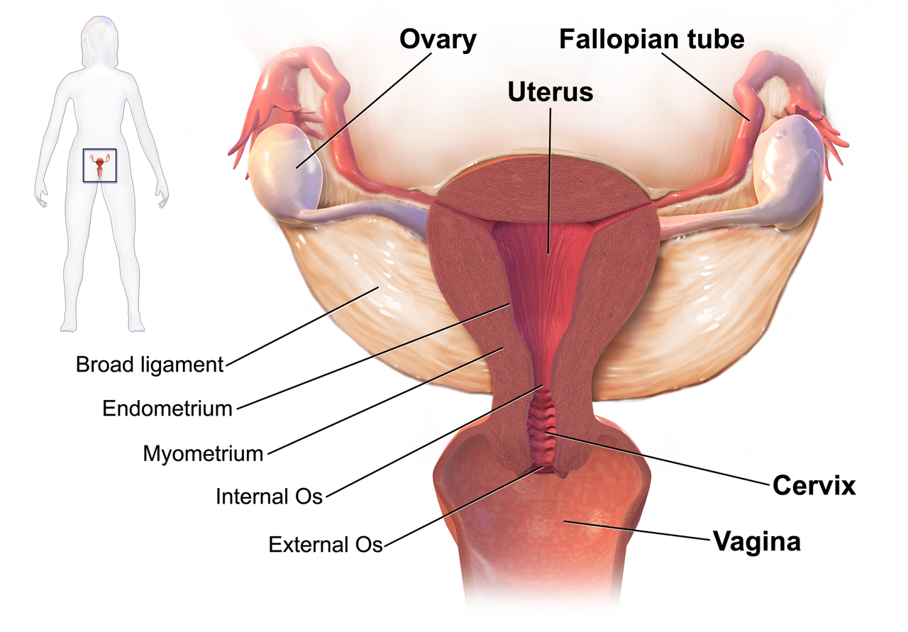 Consider, that do the ovaries cause vaginal discharge for that Topic, pleasant do the ovaries cause vaginal discharge
