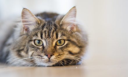 What To Look For In A Cat Litter Box