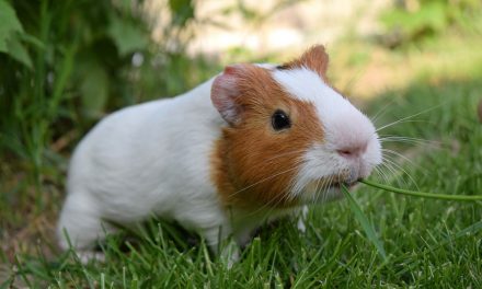 Has a cute pet guinea pig recently become your new family member?