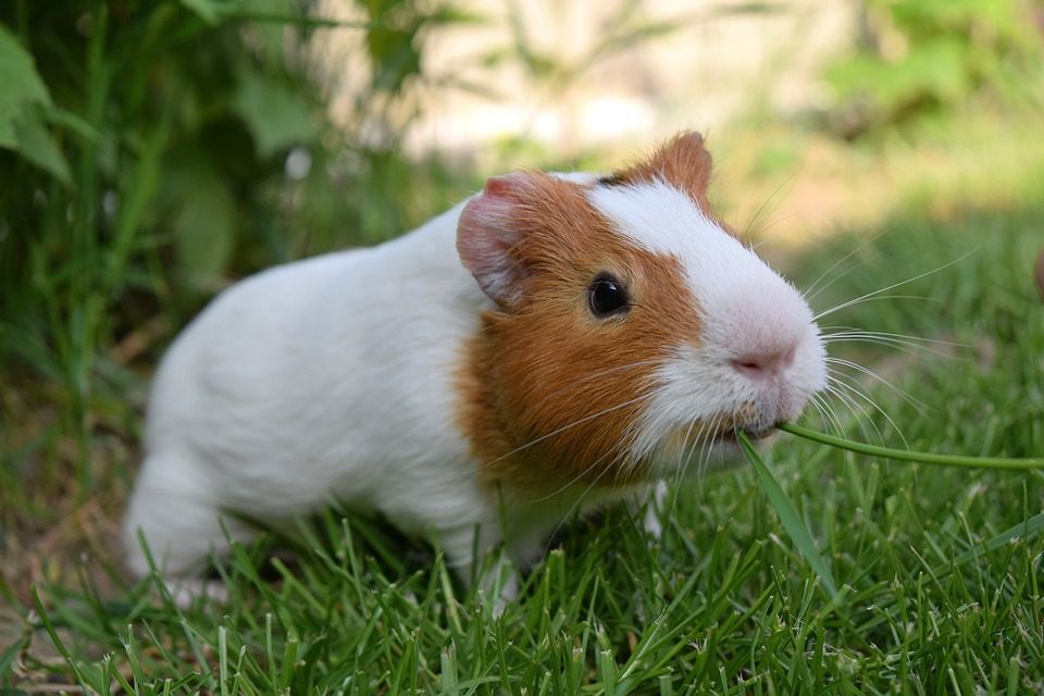 Has a cute pet guinea pig recently become your new family member?