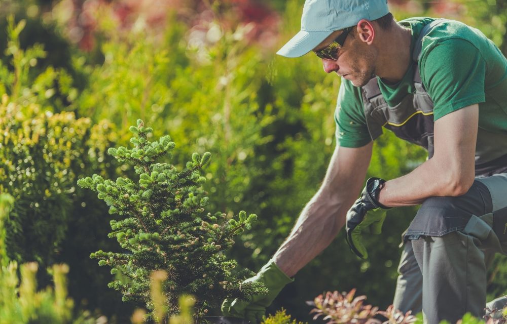 Why Gardening Is A Great Hobby For People In Stress