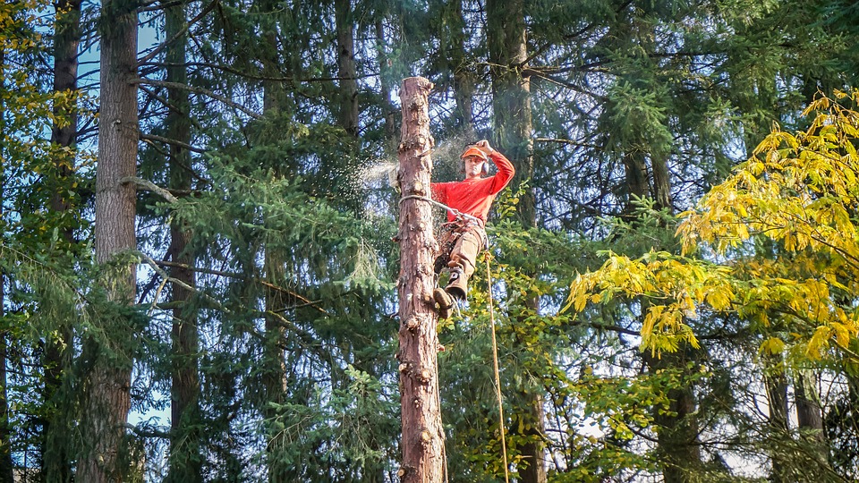 Seven Tips For Choosing The Right Tree Service