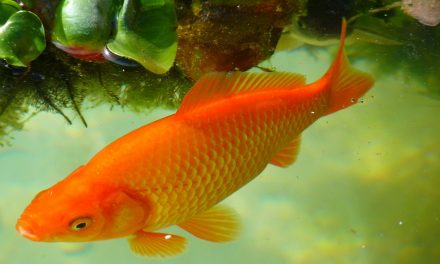 6 Most Popular Freshwater Fish for Your Tropical Aquarium