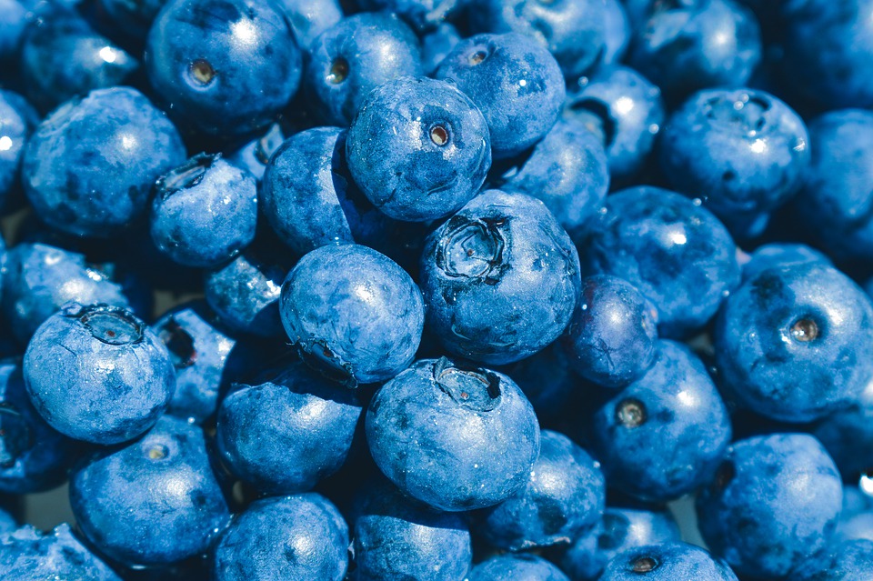 The Trend of Blueberry Farming In Japan