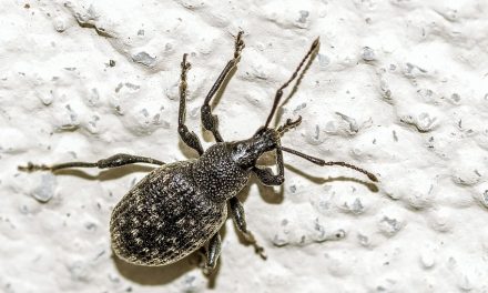 10 Helpful Tips for Pest Control 