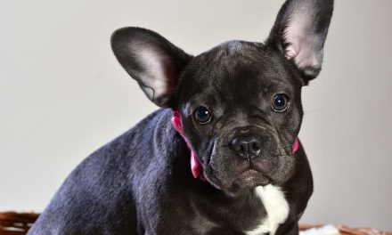 HOW TO PREVENT FRENCH BULLDOG STOMACH PROBLEMS