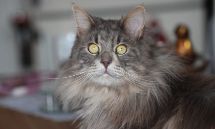 The Maine Coon Cat Breed