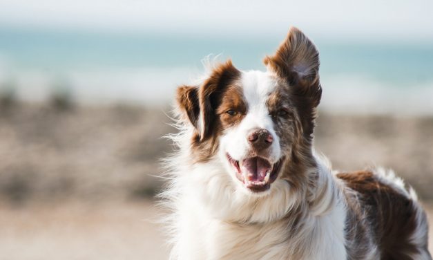 6 Tips to Keep Your Dog’s Teeth Clean and Fresh