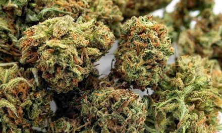What You Need to Know About CBD Hemp Flower – Sour Diesel