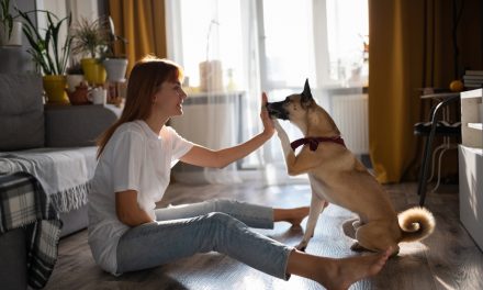 Six Things To Keep In Mind To Before Giving CBD For Pets