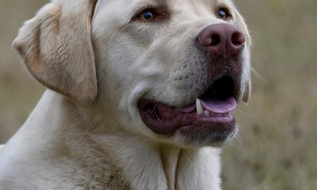 What Makes Labrador Retrievers An Excellent Companion?