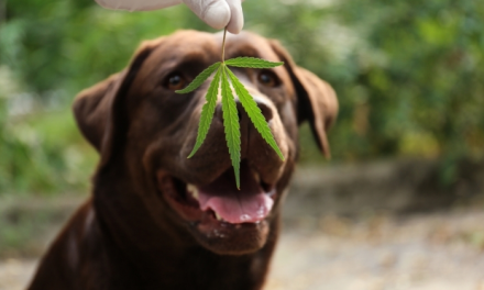 How to Choose The best CBD Oil for Your Dogs
