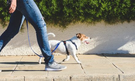 How Many Walks A Day Does A Dog Need?