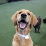 Puppy Training: Where Should You Start?